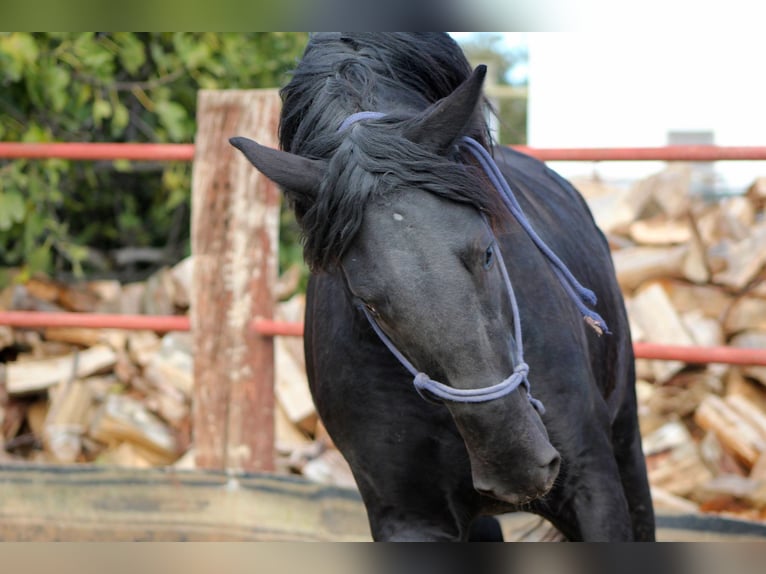 Murgese Stallion 3 years 16 hh Black in Martina Franca