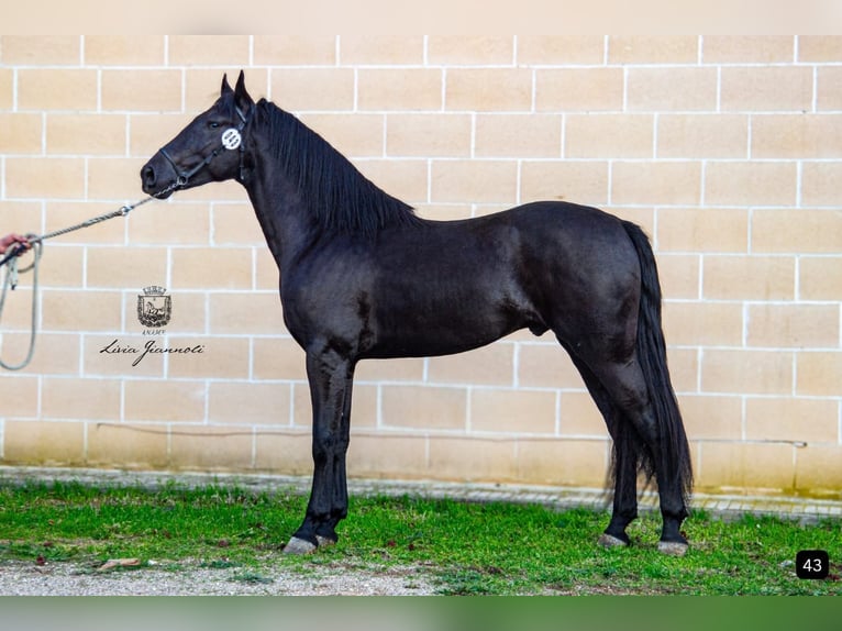 Murgese Stallion 3 years 16 hh Black in Martano