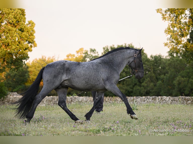 Murgese Stallion 3 years 16 hh Roan-Blue in Noci