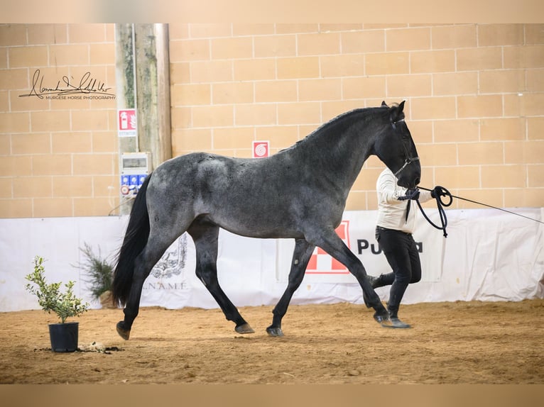 Murgese Stallion 3 years 16 hh Roan-Blue in Noci