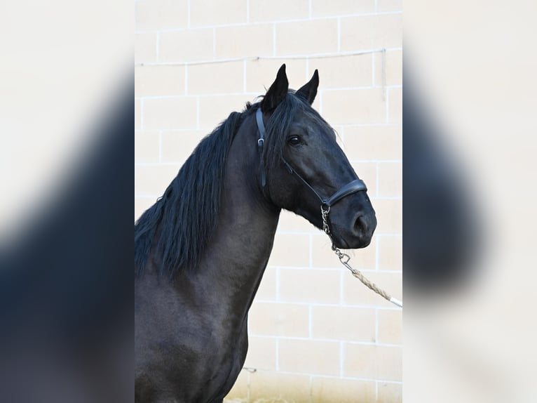 Murgese Stallion 3 years Black in Martina Franca