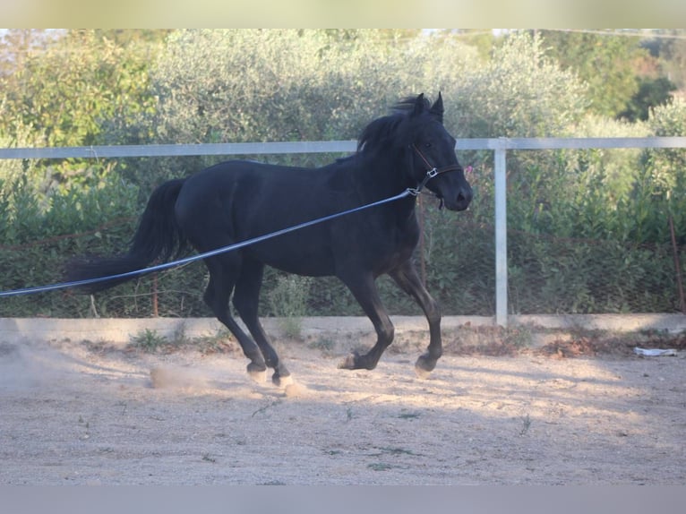 Murgese Stallion 4 years 15,2 hh Black in Martina Franca