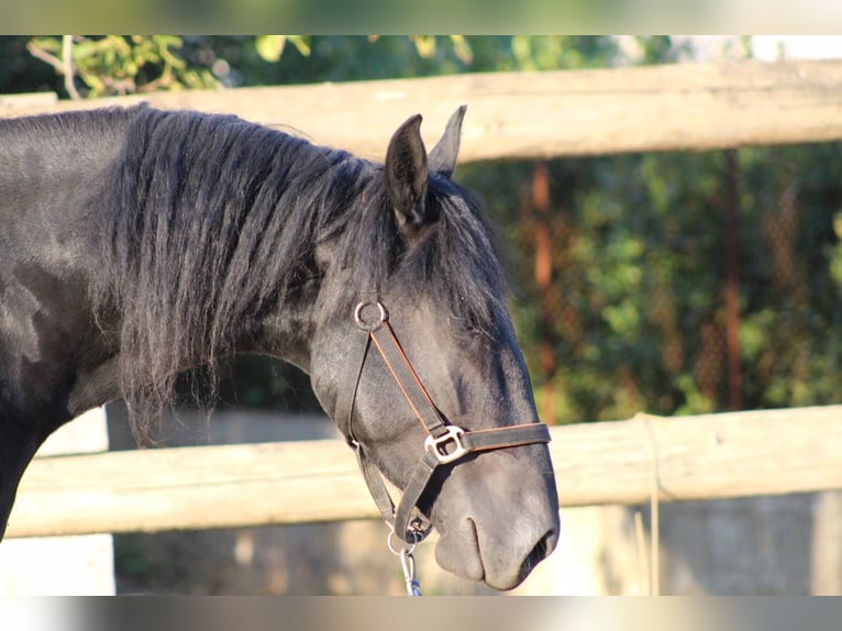 Murgese Stallion 4 years 15,2 hh Black in Martina Franca