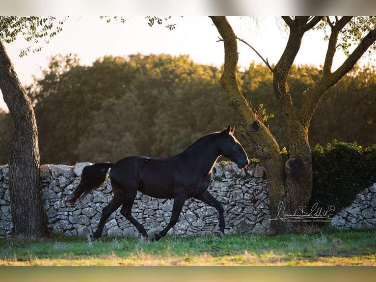 Murgese Stallion 4 years 15.2 hh Black in Noci