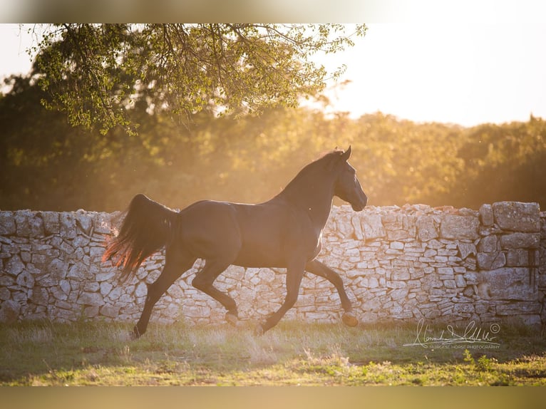 Murgese Stallion 4 years 15.2 hh Black in Noci