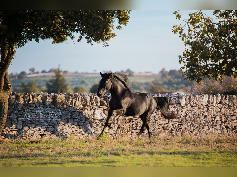 Murgese Stallion 4 years 15.2 hh Black in Noci
