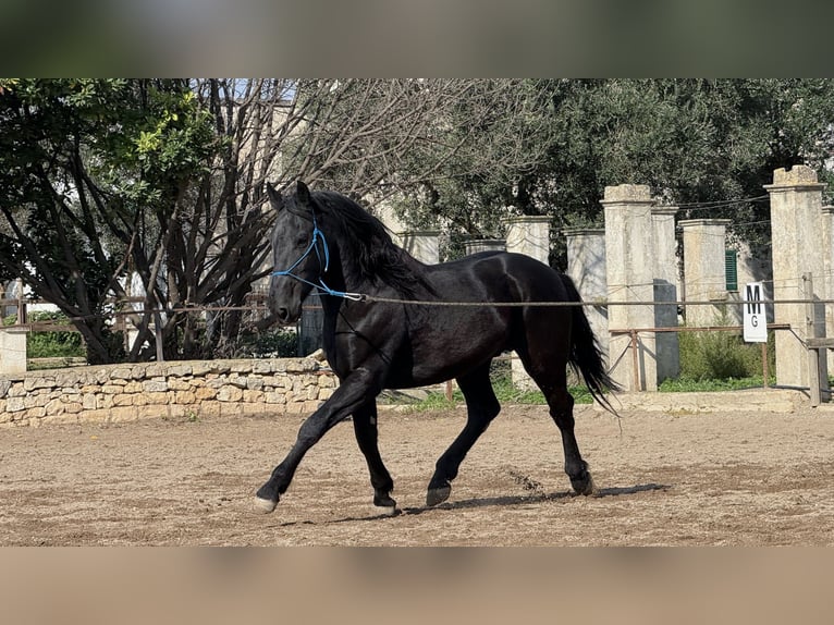 Murgese Stallion 4 years 15.2 hh Black in Martina Franca