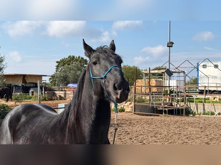 Murgese Stallion 4 years 15.2 hh Black in Martina Franca