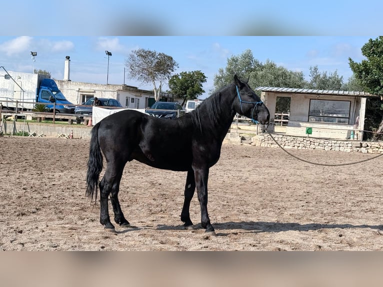 Murgese Stallion 4 years 15.2 hh Black in Martina Franca