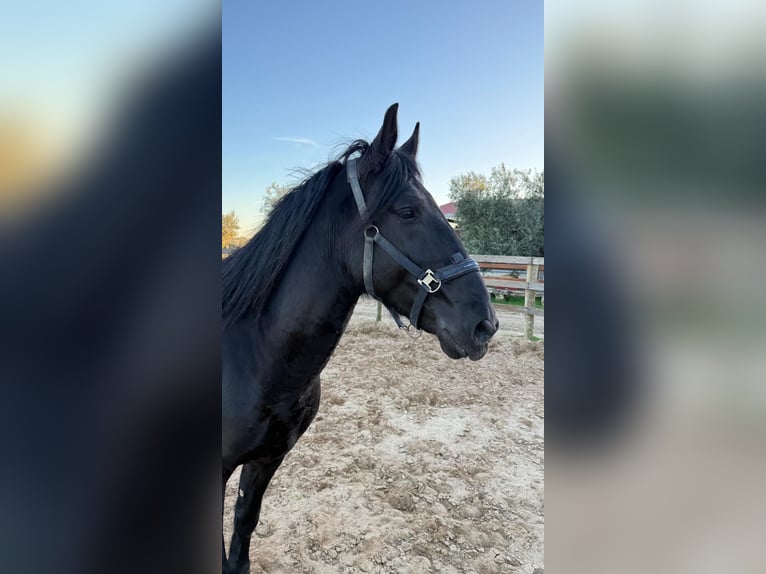 Murgese Stallion 4 years 15.3 hh Black in Marina Di Castellaneta