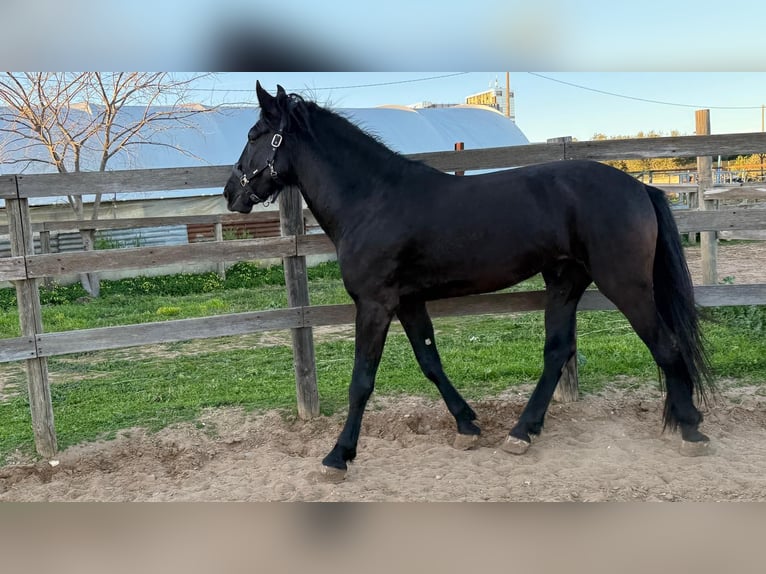 Murgese Stallion 4 years 15.3 hh Black in Marina Di Castellaneta