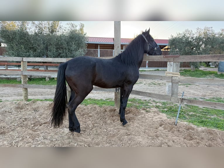 Murgese Stallion 4 years 15.3 hh Black in Marina Di Castellaneta
