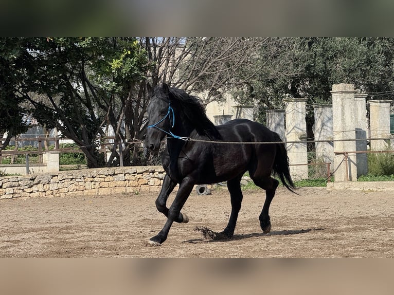 Murgese Stallion 4 years 15,2 hh Black in Martina Franca