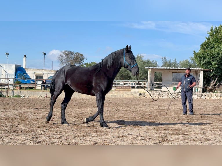 Murgese Stallion 4 years 15,2 hh Black in Martina Franca