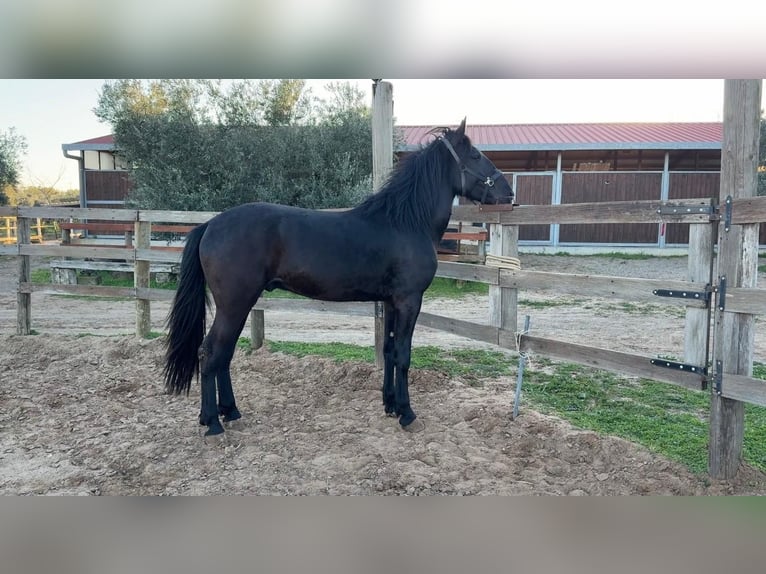 Murgese Stallion 4 years 15,3 hh Black in Marina Di Castellaneta