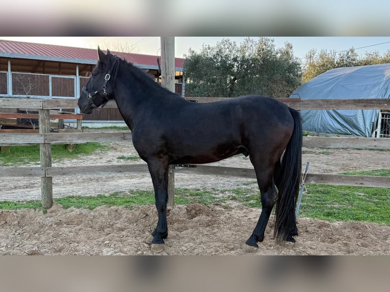 Murgese Stallion 4 years 15,3 hh Black in Marina Di Castellaneta