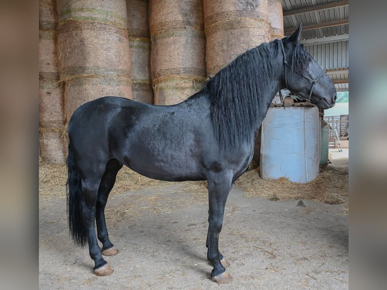 Murgese Stallion 4 years Black in Martina Franca