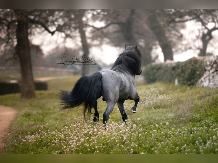 Murgese Stallion 7 years 15,2 hh Roan-Blue in San Paolo