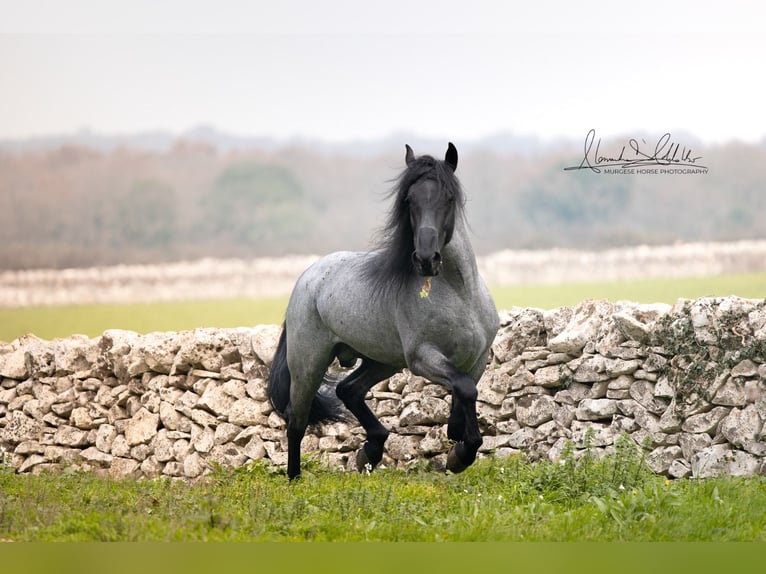 Murgese Stallion 7 years 15,2 hh Roan-Blue in San Paolo