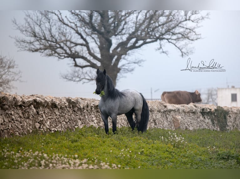 Murgese Stallion 8 years 15,2 hh Roan-Blue in San Paolo
