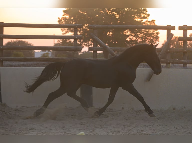 Murgese Stallone 2 Anni 147 cm Morello in Noci