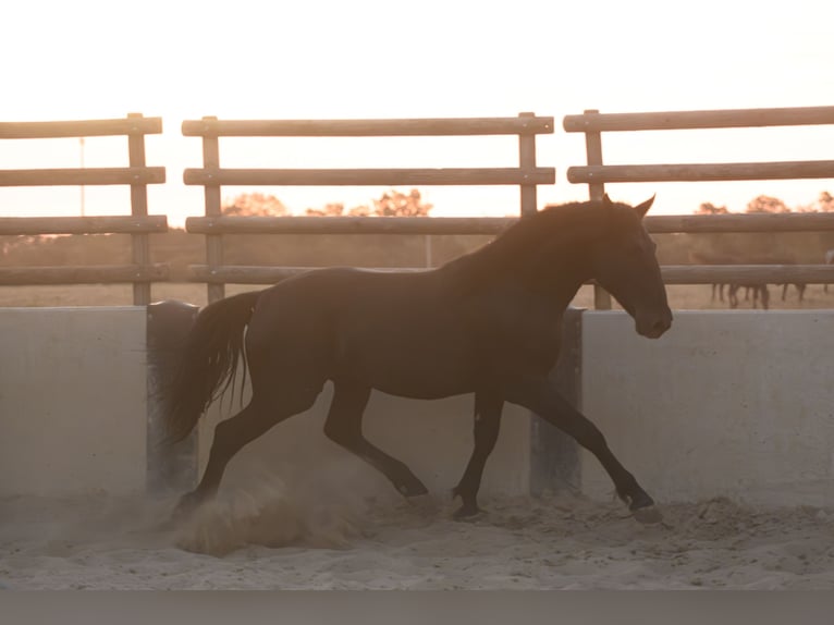 Murgese Stallone 2 Anni 147 cm Morello in Noci