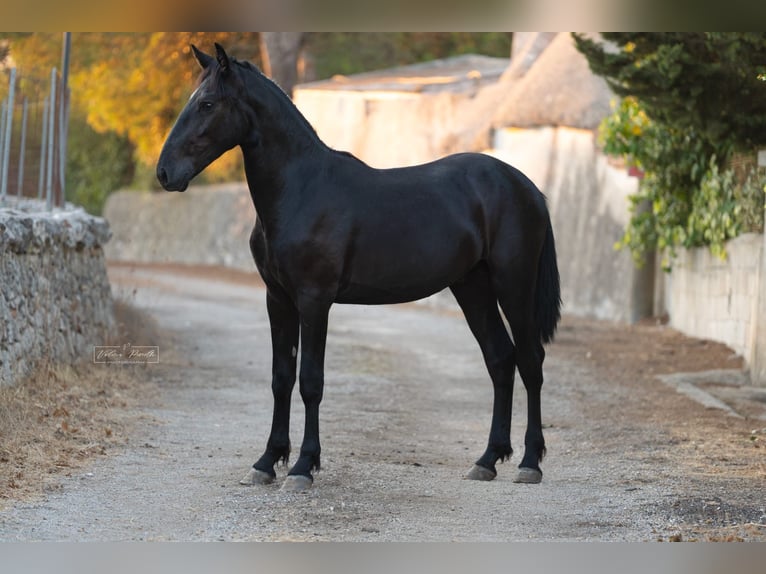 Murgese Stallone 2 Anni 157 cm Morello in Martina Franca