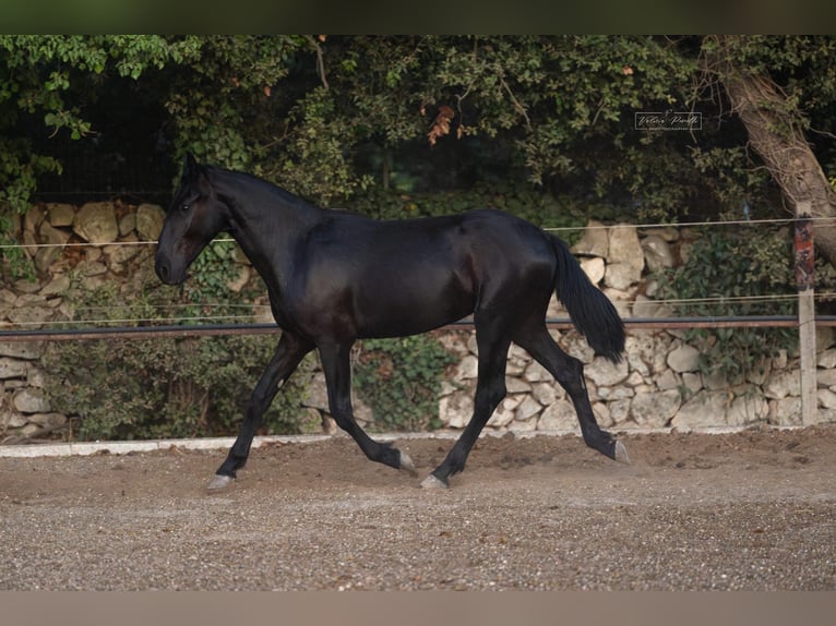 Murgese Stallone 2 Anni 157 cm Morello in Martina Franca