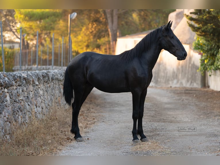 Murgese Stallone 2 Anni 157 cm Morello in Martina Franca