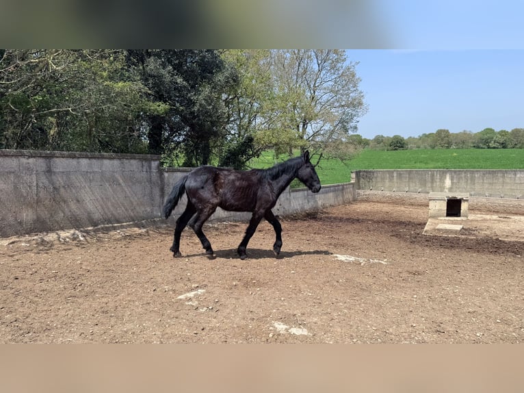 Murgese Stallone 2 Anni 157 cm Morello in Martina Franca