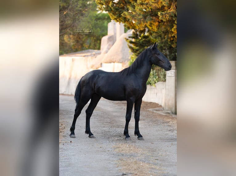 Murgese Stallone 2 Anni 157 cm Morello in Martina Franca