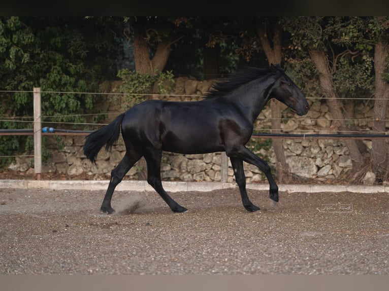 Murgese Stallone 2 Anni 157 cm Morello in Martina Franca
