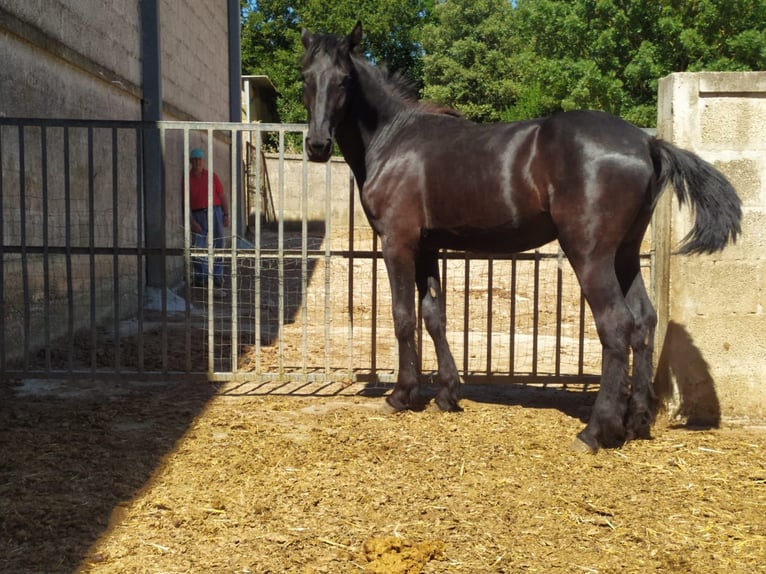 Murgese Stallone 2 Anni 157 cm Morello in Martina Franca