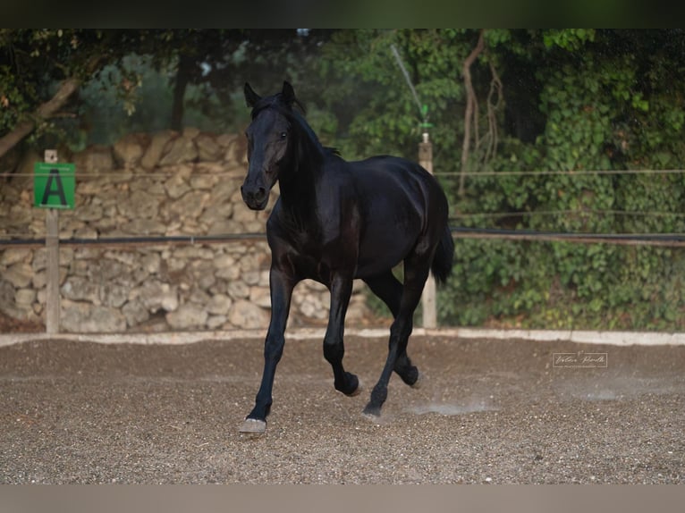 Murgese Stallone 2 Anni 157 cm Morello in Martina Franca
