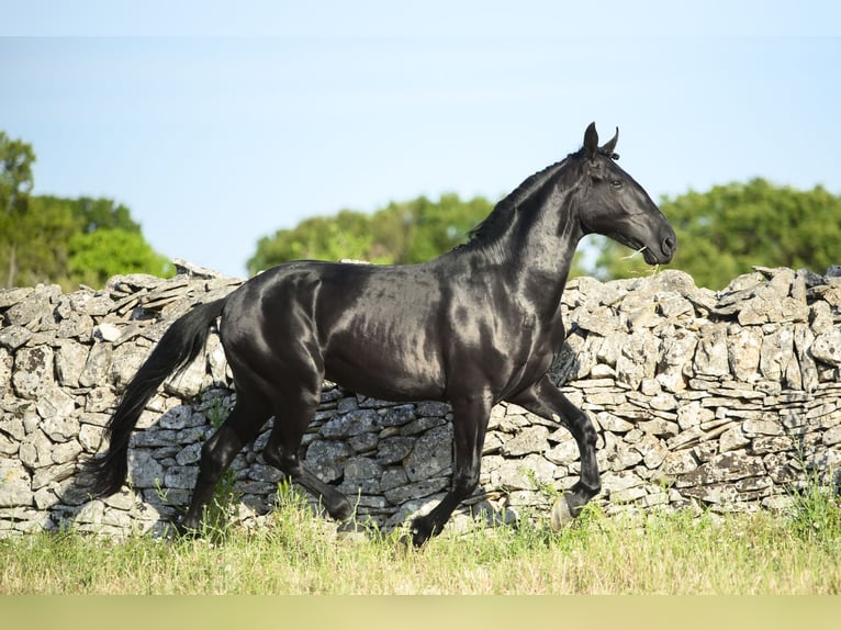 Murgese Stallone 2 Anni 158 cm Morello in Noci