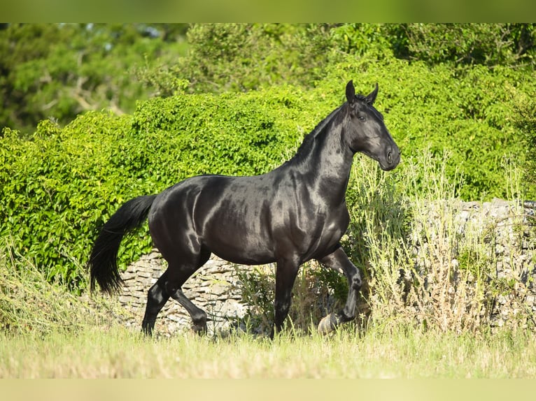 Murgese Stallone 2 Anni 158 cm Morello in Noci