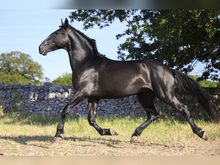 Murgese Stallone 2 Anni 158 cm Morello in Noci