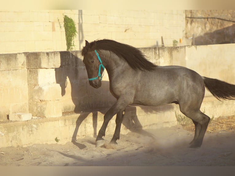Murgese Stallone 2 Anni 160 cm  in Avetrana