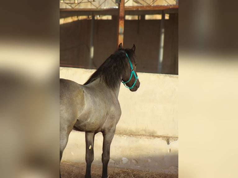 Murgese Stallone 2 Anni 160 cm  in Avetrana
