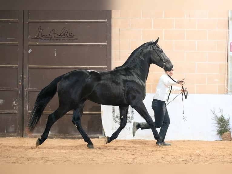 Murgese Stallone 2 Anni 160 cm Morello in Martina Franca