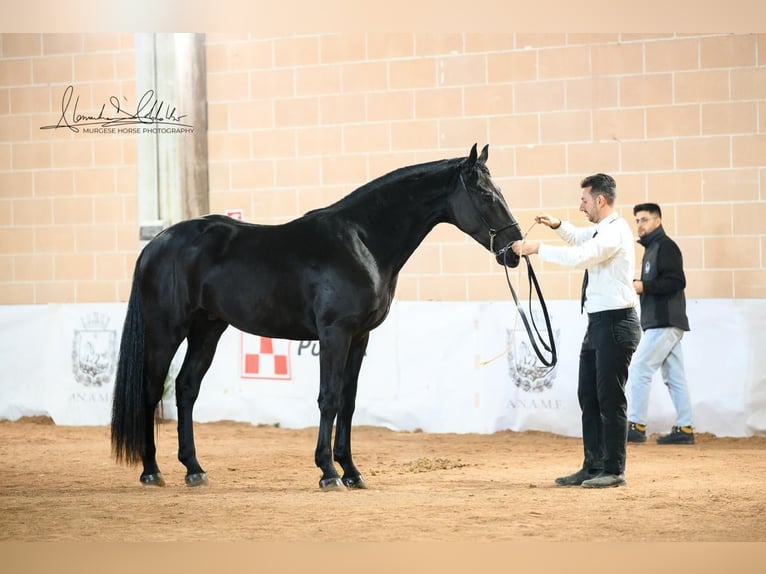 Murgese Stallone 2 Anni 160 cm Morello in Martina Franca