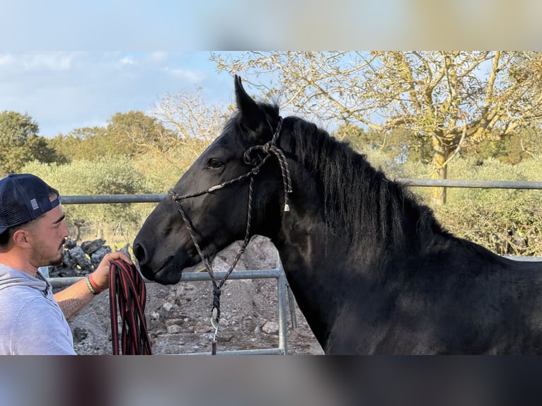 Murgese Stallone 2 Anni 160 cm Morello in Martina Franca