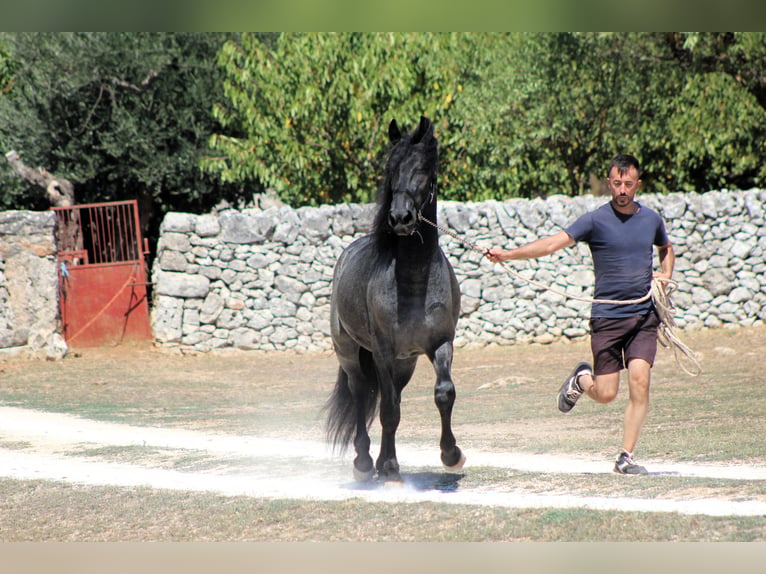 Murgese Stallone 2 Anni 160 cm Roano blu in Martina Franca