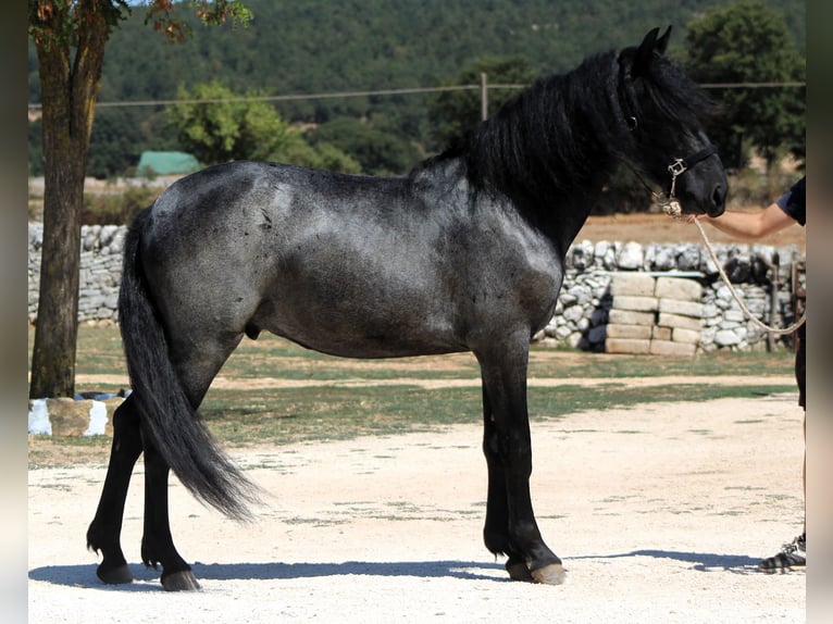 Murgese Stallone 2 Anni 160 cm Roano blu in Martina Franca