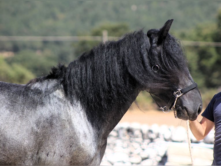 Murgese Stallone 2 Anni 160 cm Roano blu in Martina Franca
