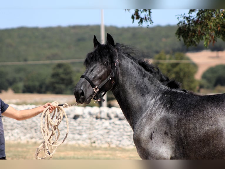 Murgese Stallone 2 Anni 160 cm Roano blu in Martina Franca