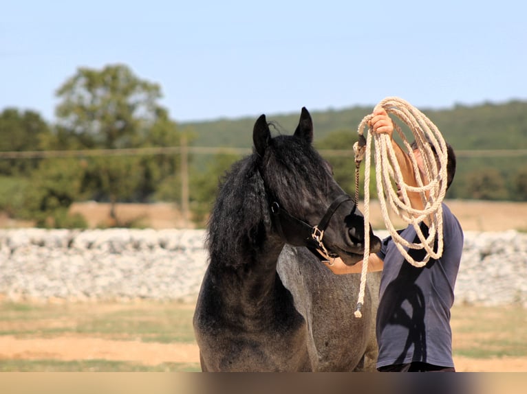 Murgese Stallone 2 Anni 160 cm Roano blu in Martina Franca