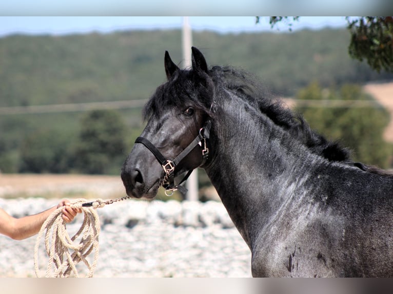 Murgese Stallone 2 Anni 160 cm Roano blu in Martina Franca