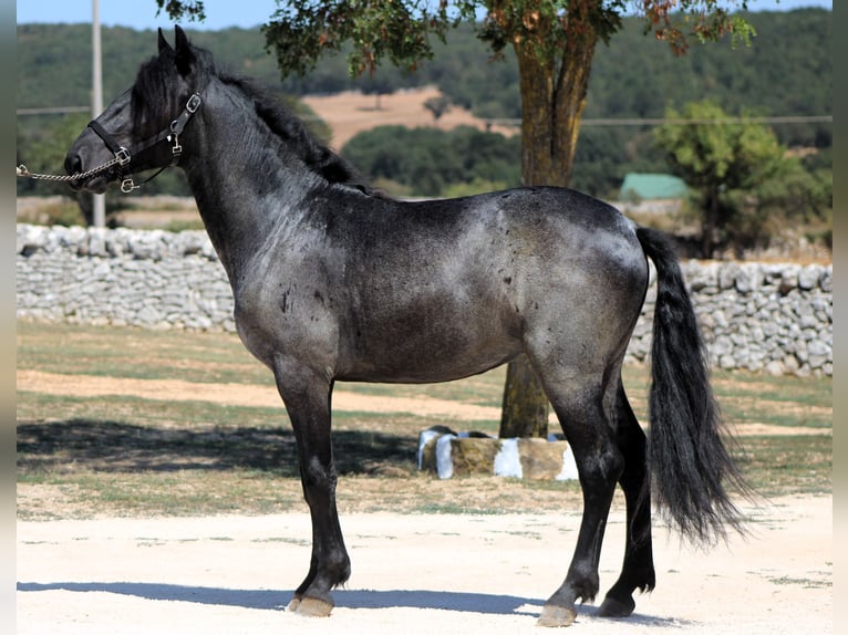 Murgese Stallone 2 Anni 160 cm Roano blu in Martina Franca