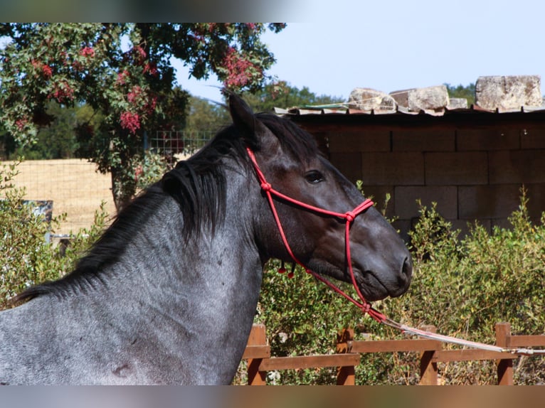 Murgese Stallone 2 Anni 160 cm Roano blu in Martina Franca